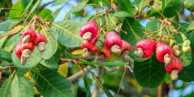 Thani - Cashew