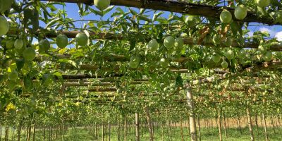Thani - Pasio Fruit