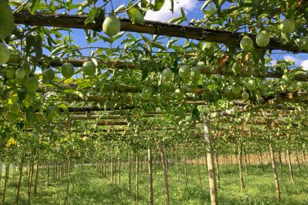 Thani - Pasio Fruit